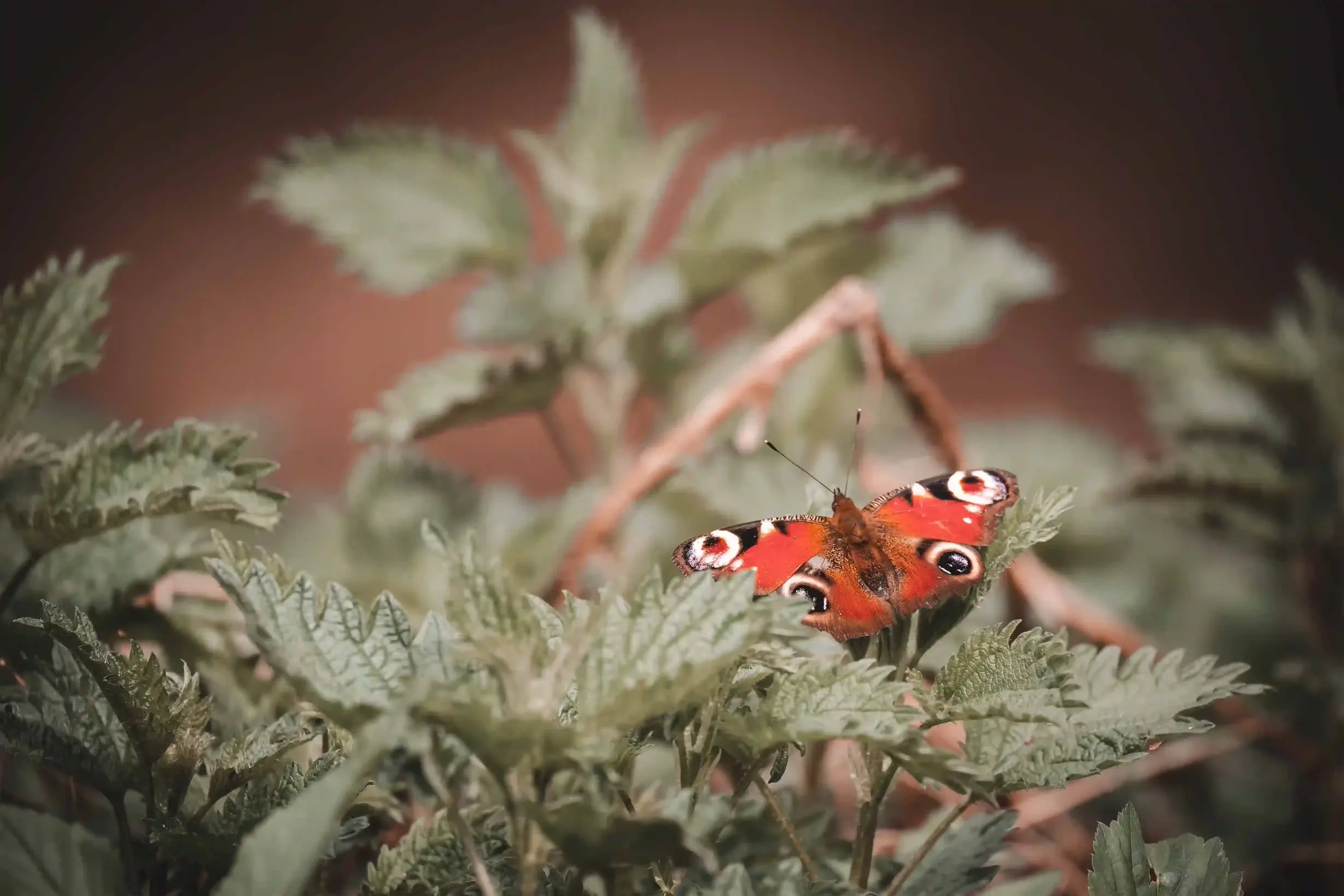Schmetterling auf Gestrüpp