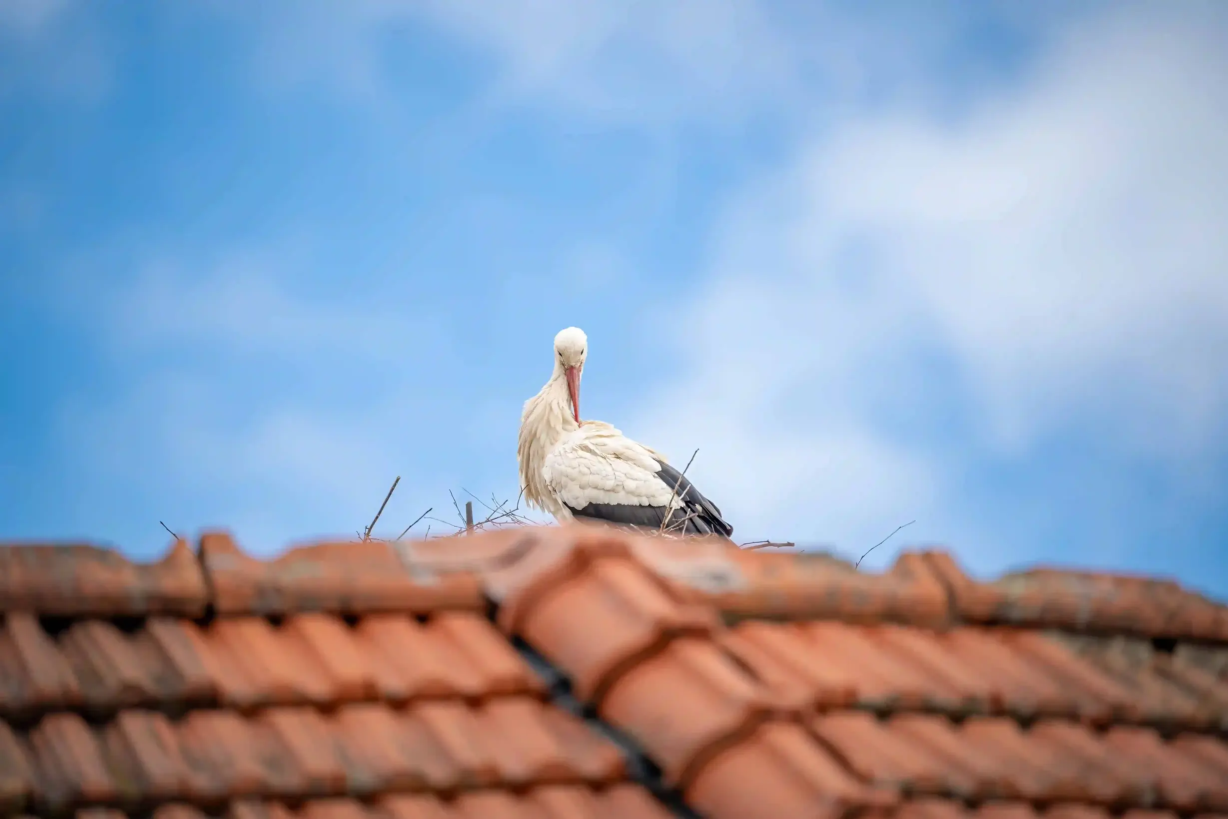 Storch im Nest