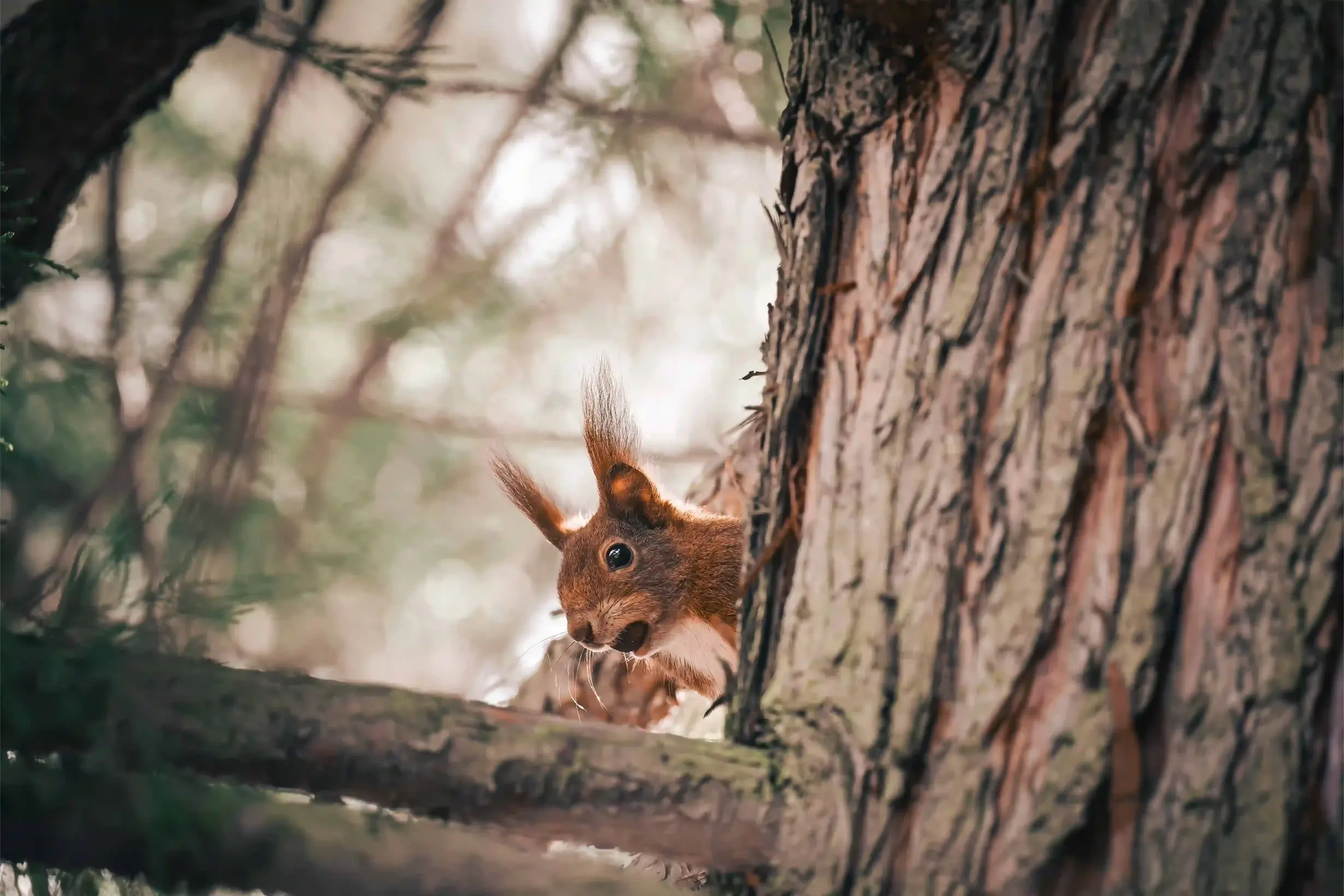Eichhörnchen hinter Baum