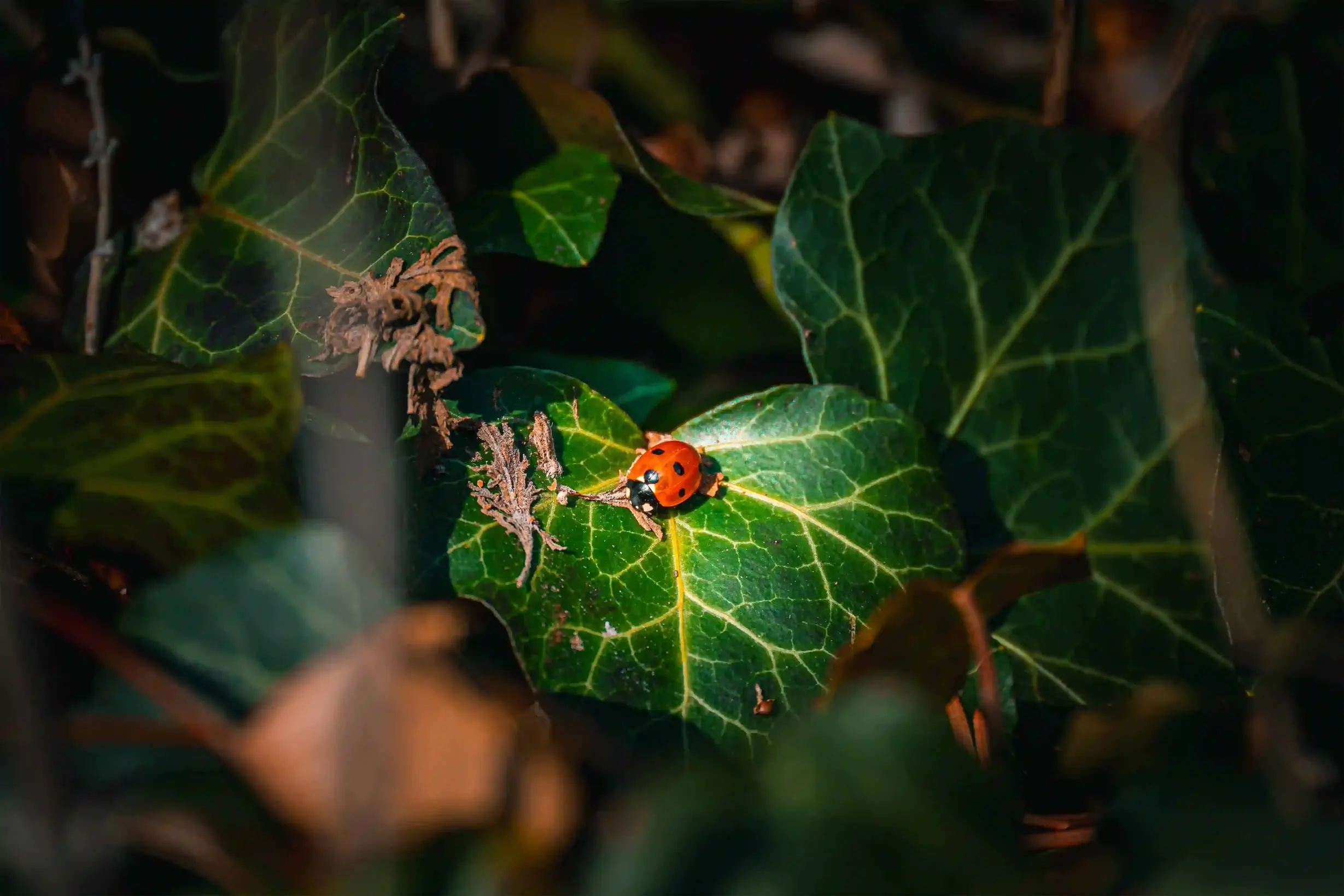 Marienkäfer auf Blatt