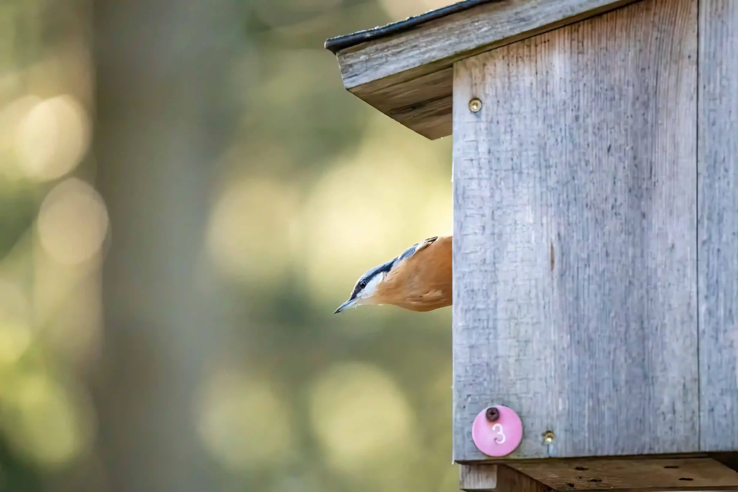 Kleiber im Vogelhaus