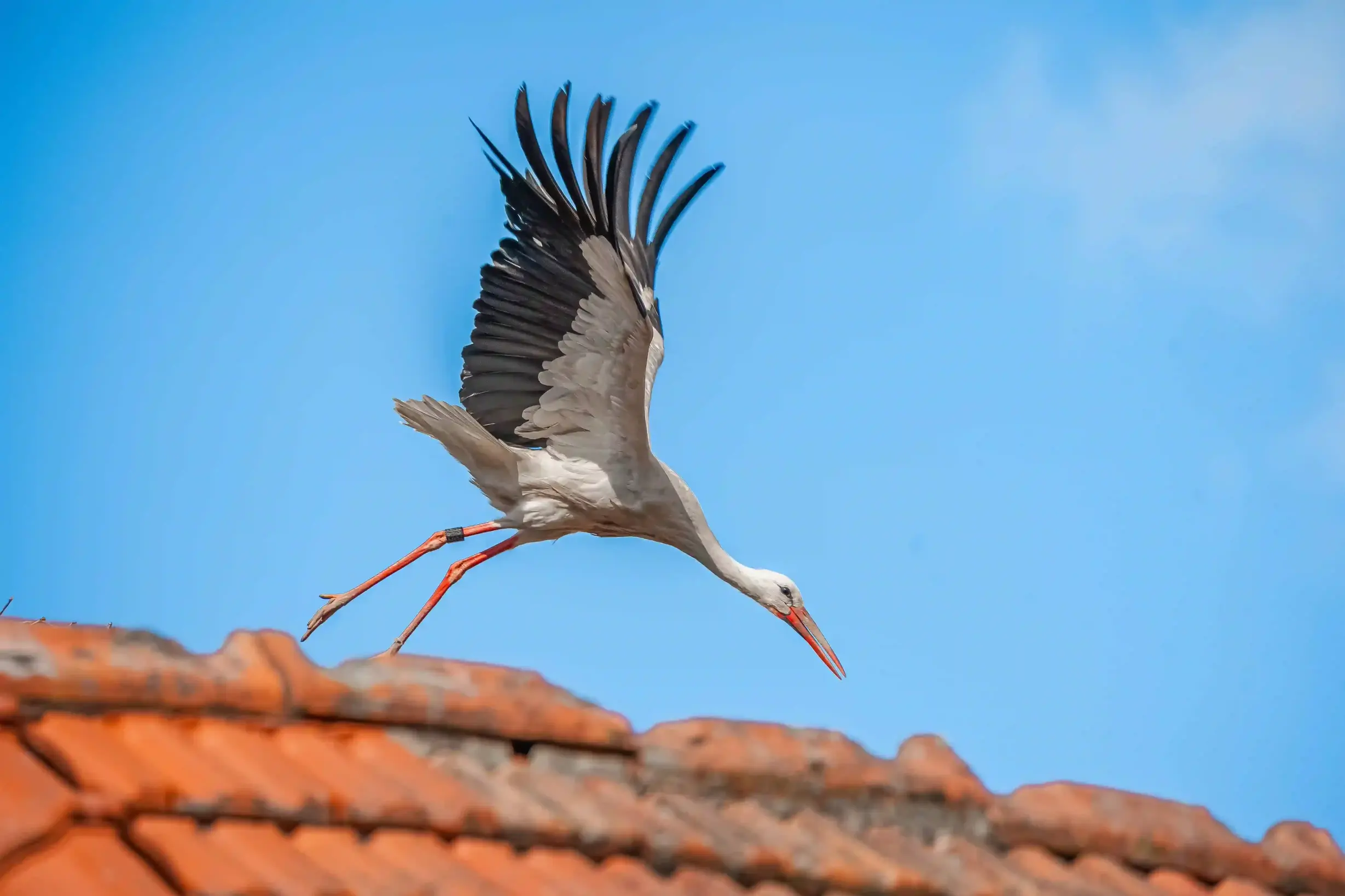Storch im Flug