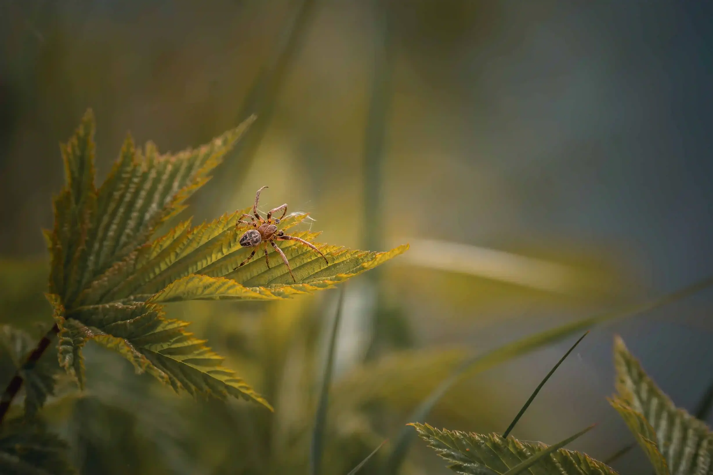 Spinne auf Blatt