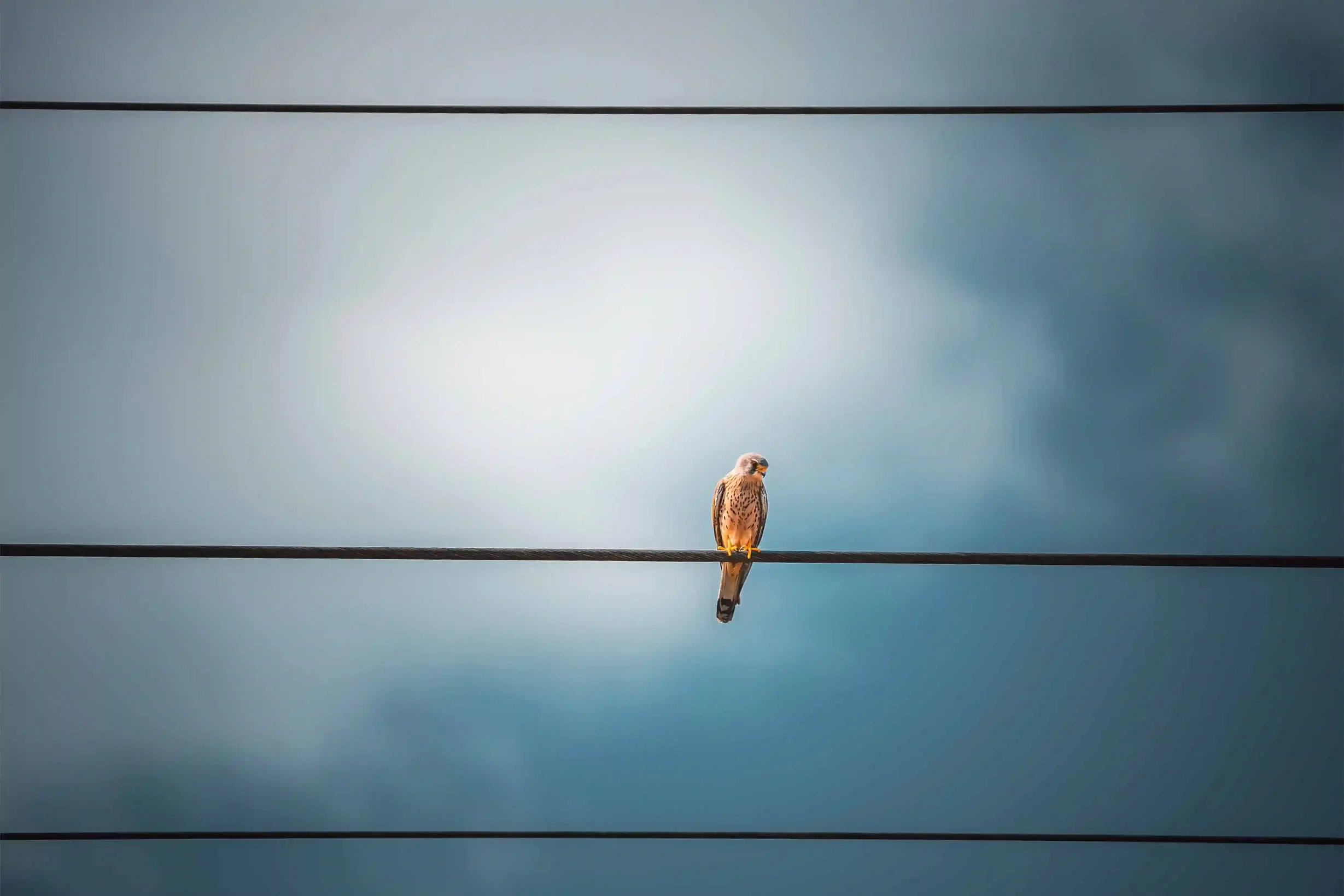 Falke auf Stromleitung