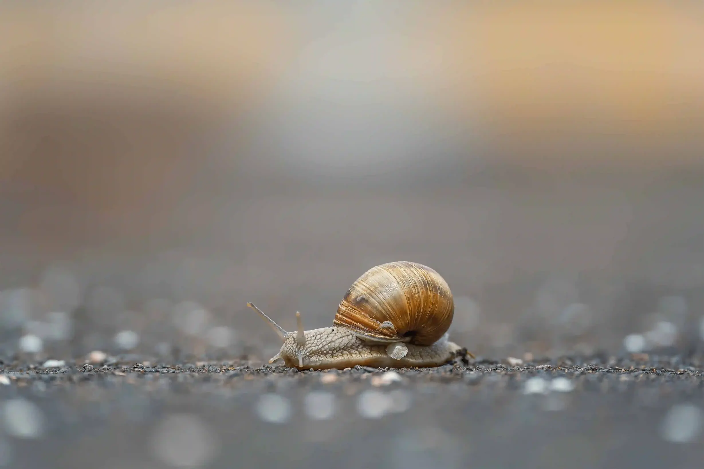 Schnecke auf Straße