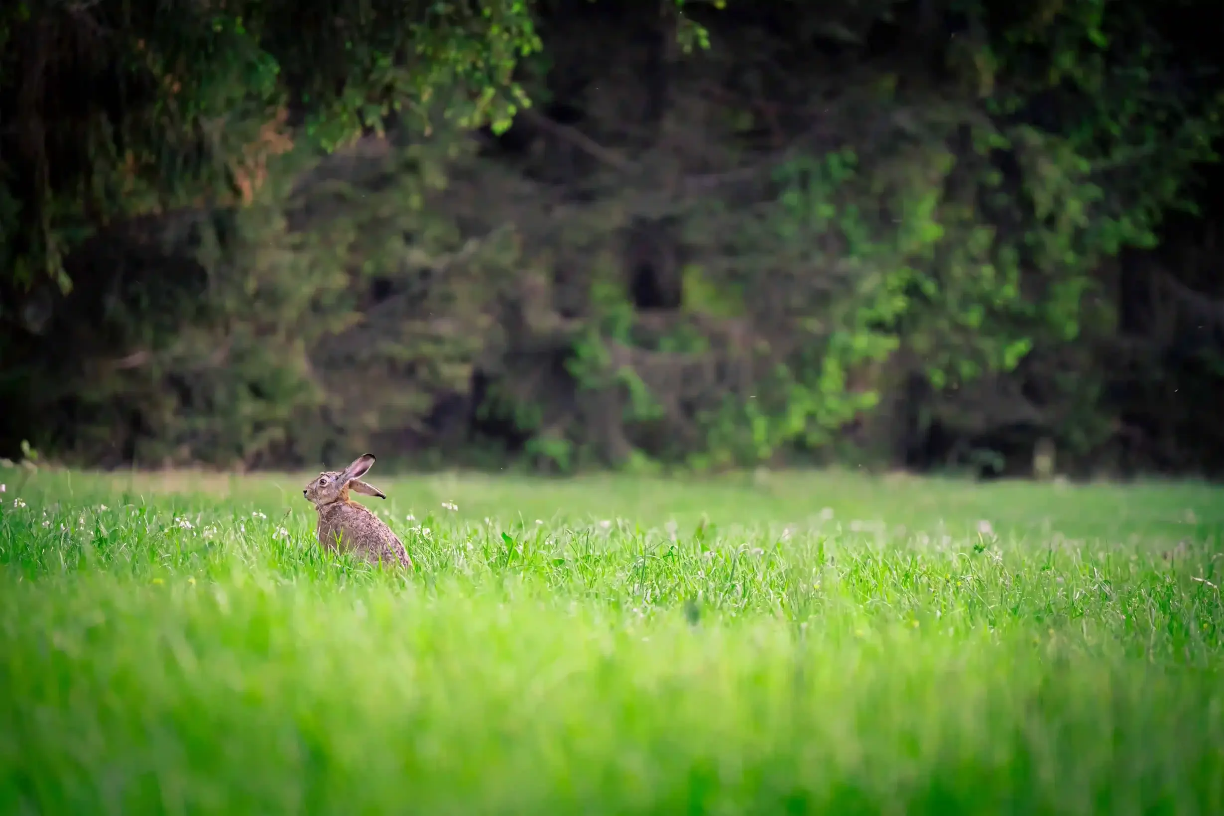 Hase im Feld