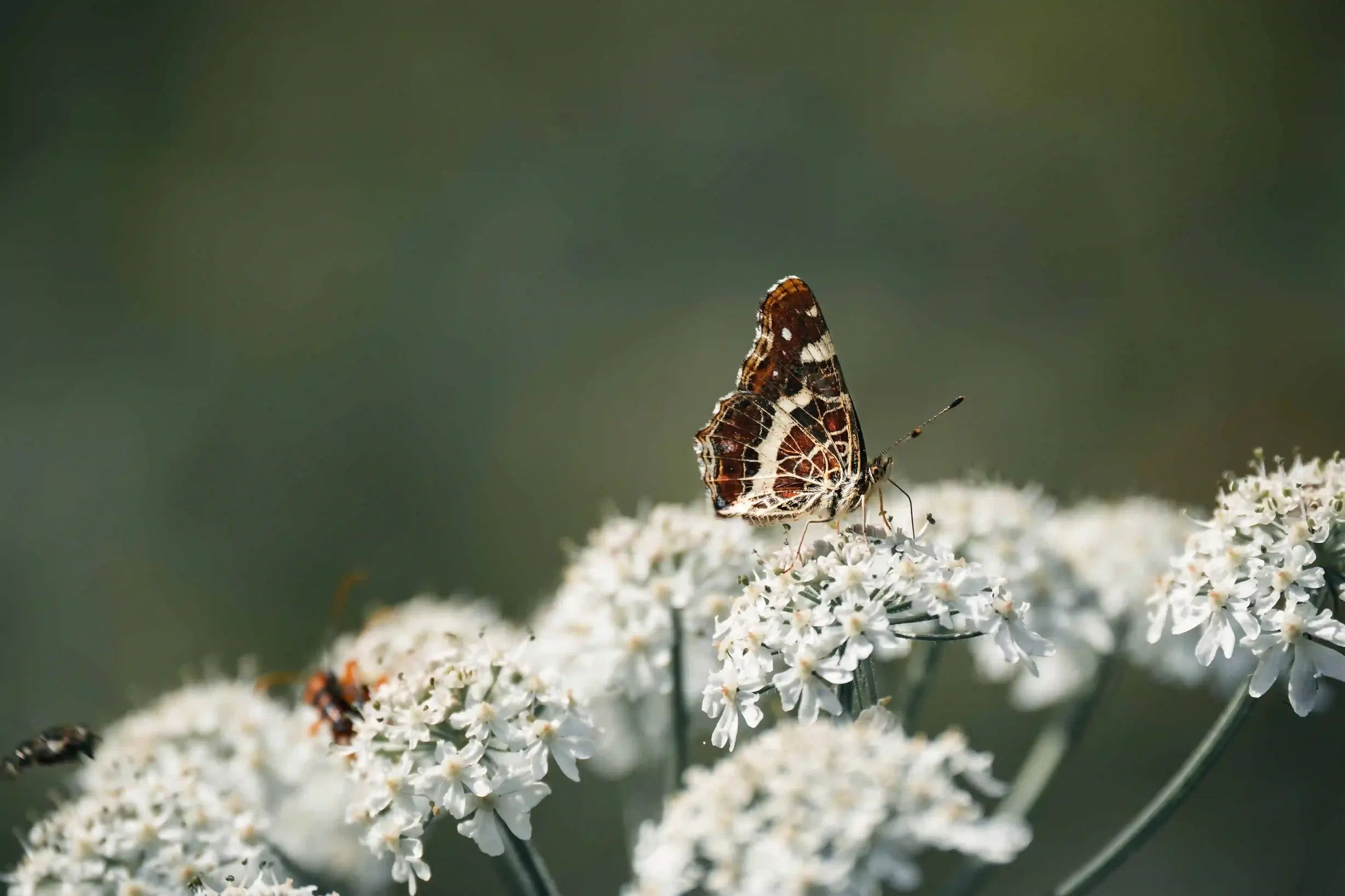 Schmetterling auf Blume