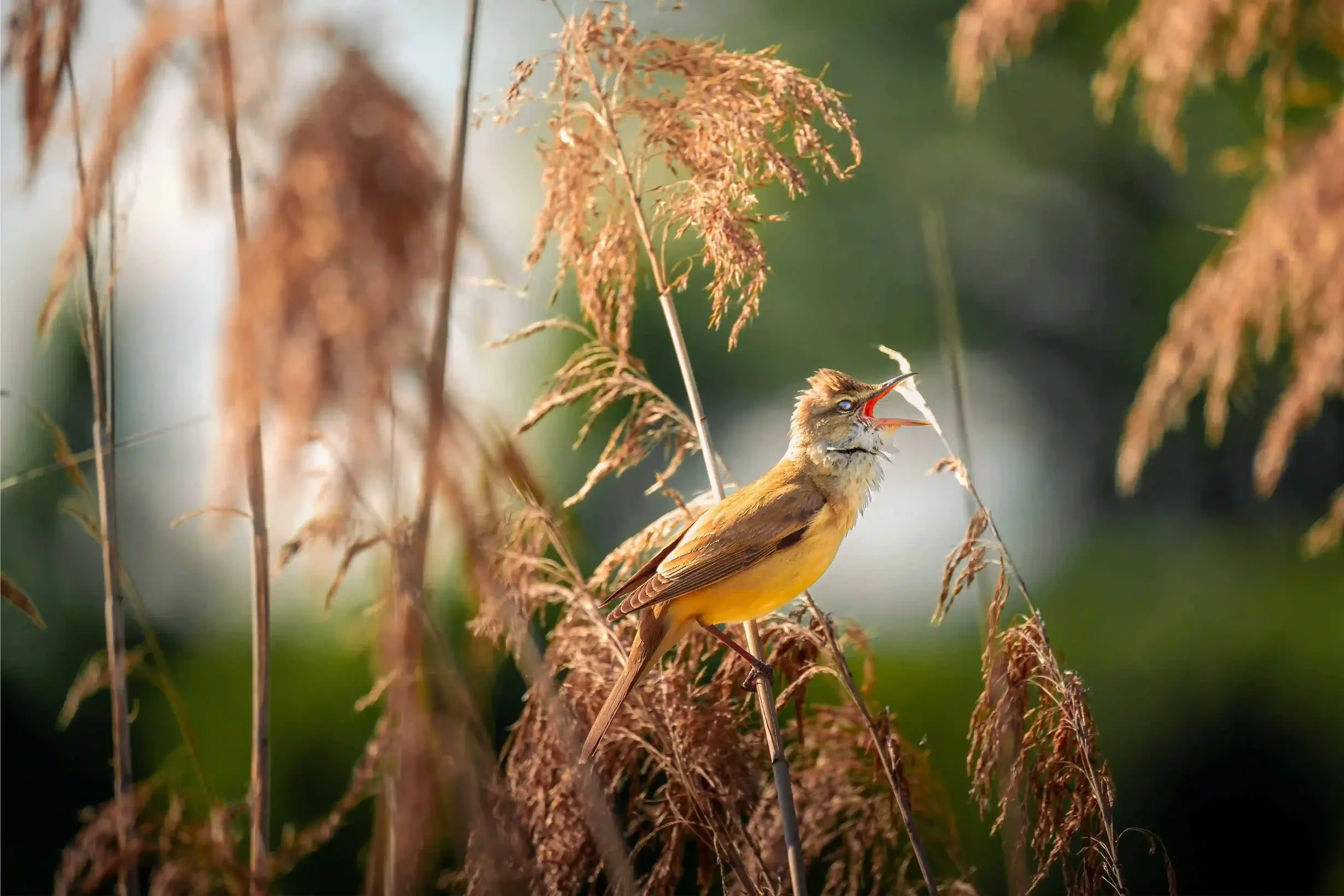 Drosselrohrsänger auf Ast