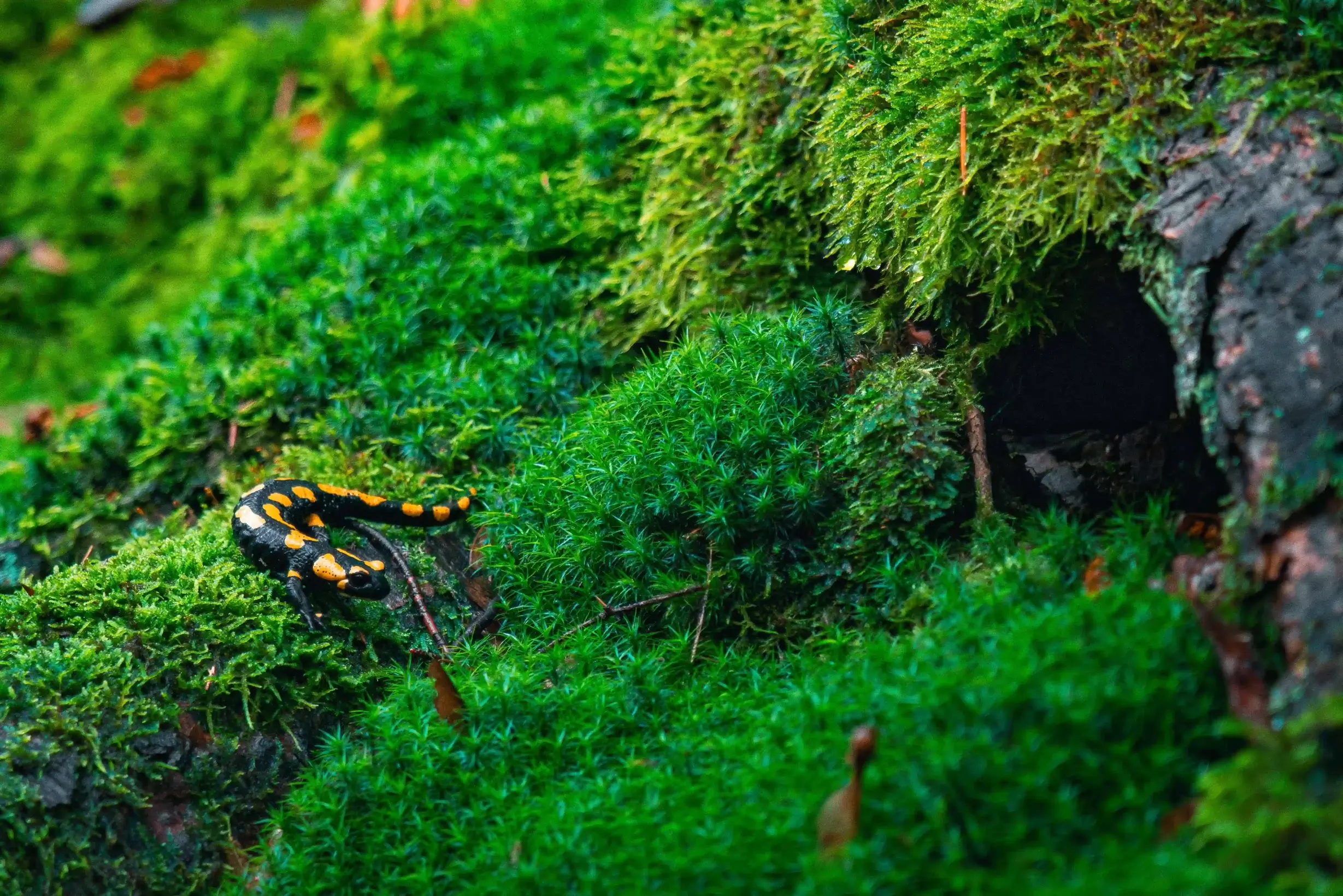 Feuersalamander auf Moos