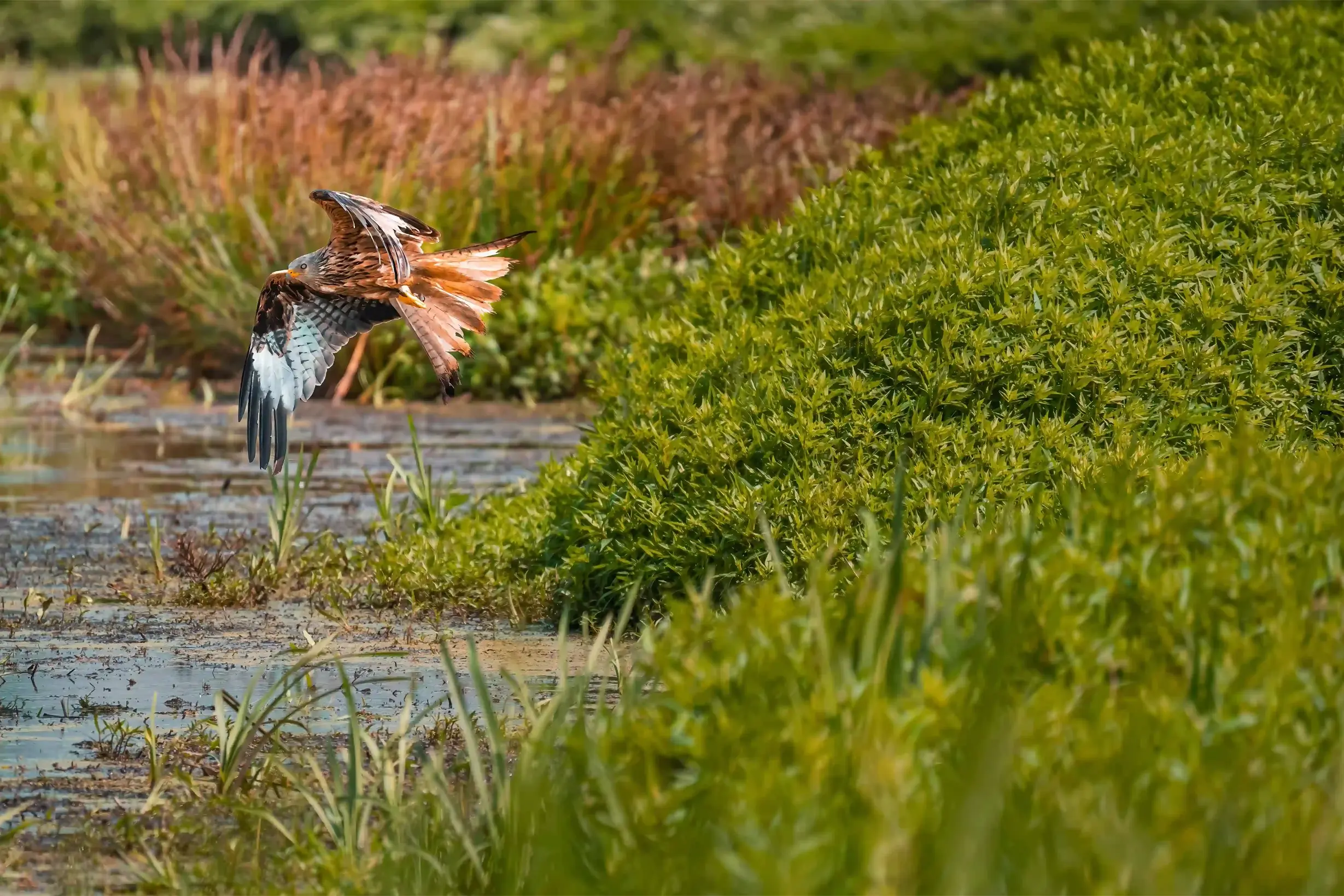 Rotmilan in der Luft
