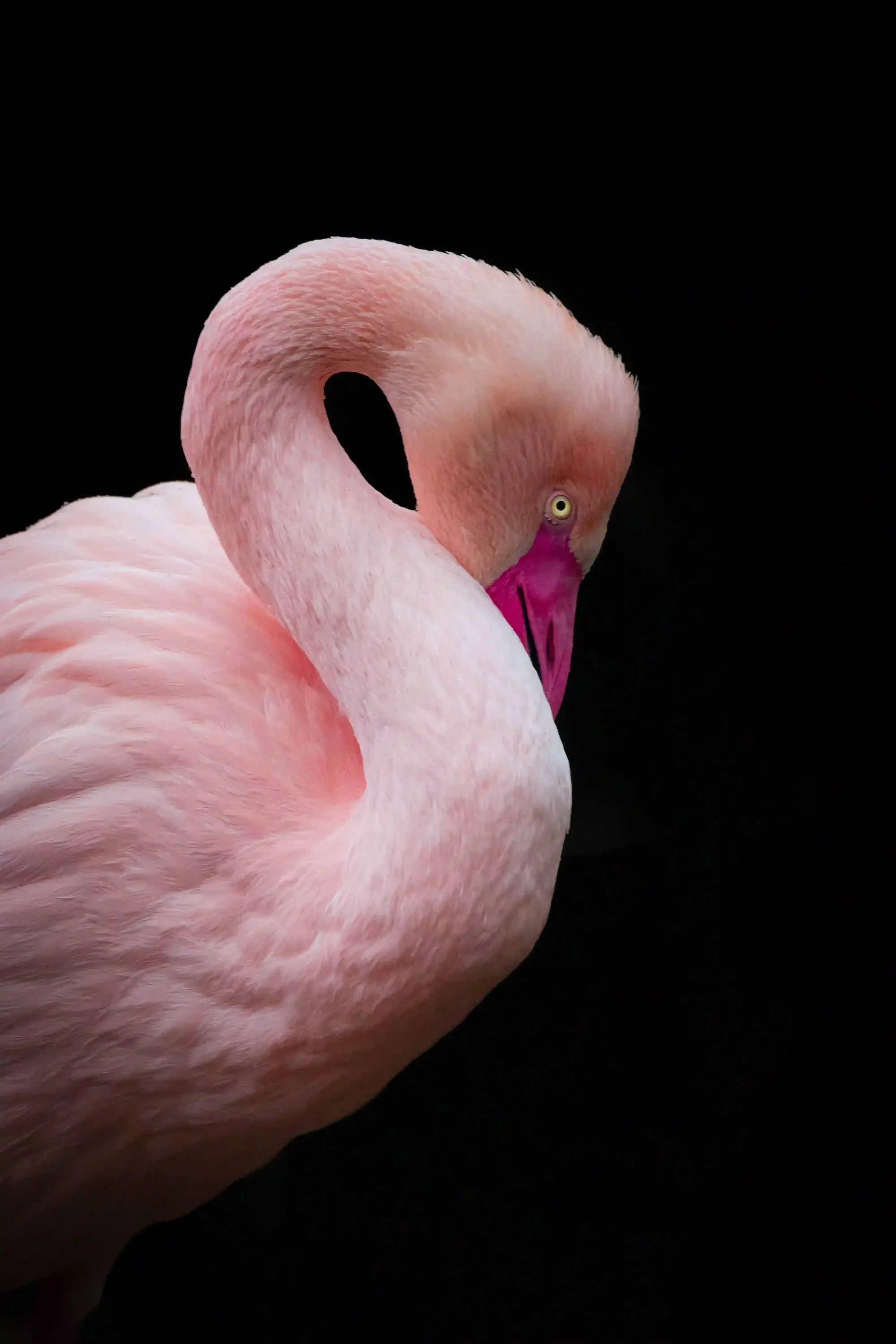 Flamingo mit schwarzem Hintergrund