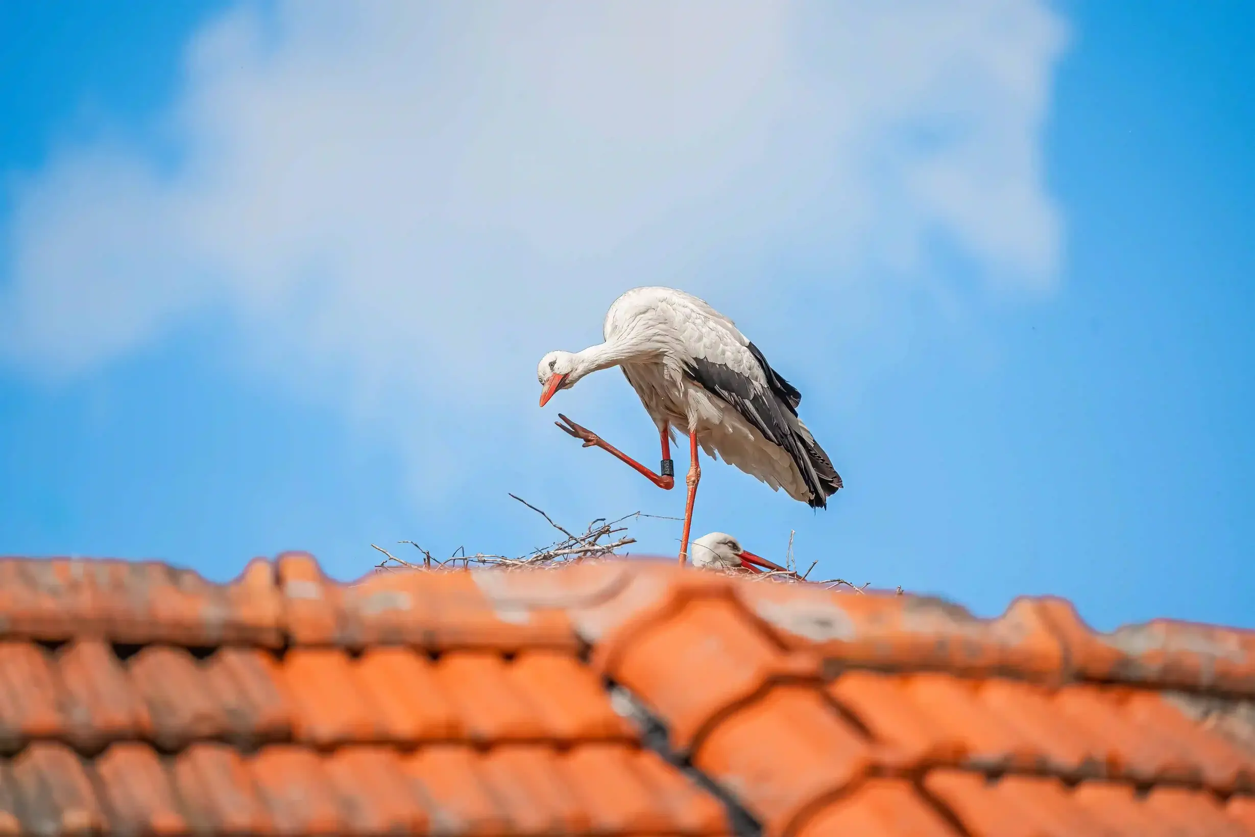Storch im Nest