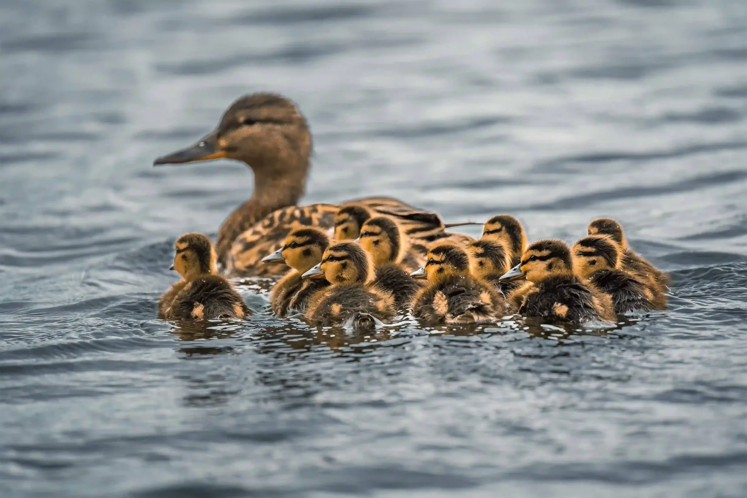 Entenfamilie im Wasser