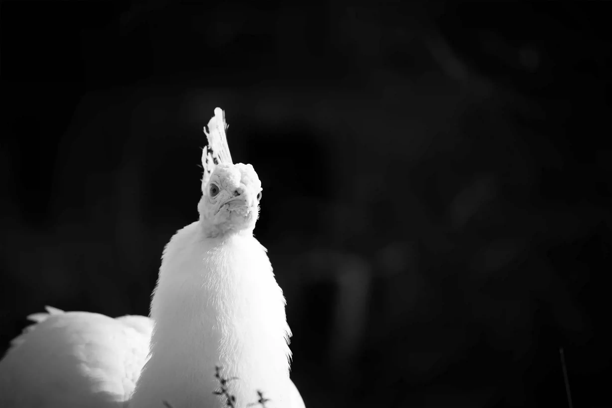 Pfau vor schwarzem Hintergrund